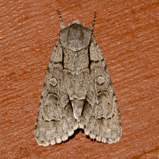 Photo of Acronicta radcliffei by Libby & Rick Avis